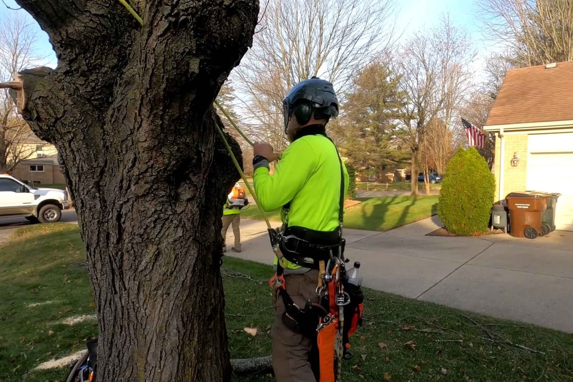 Tree Health & Maintenance in Middletown, CT